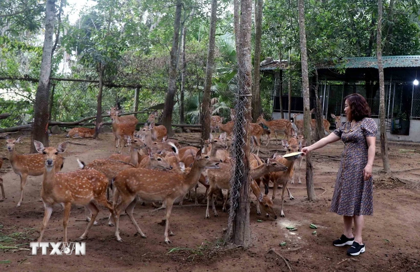 Trang trại chăn nuôi của chị Chu Thị Hà xã Sơn Trung huyện Hương Sơn. (Ảnh: Công Tường/TTXVN)