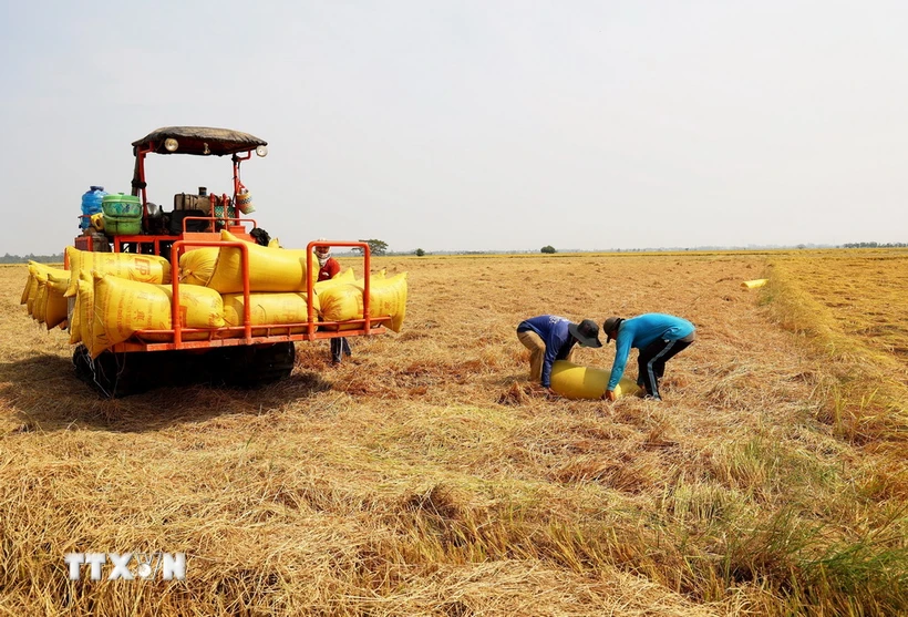 Thu hoạch lúa vụ Đông Xuân tại An Giang. (Ảnh: Hồng Đạt/TTXVN)