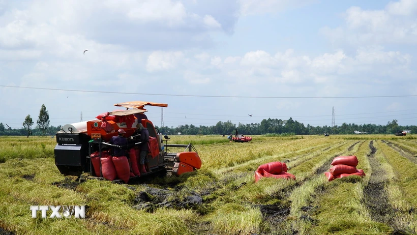 Nông dân xã Long Thạnh, huyện Giồng Riềng, tỉnh Kiên Giang, thu hoạch lúa Thu Đông. (Ảnh: Văn Sĩ/TTXVN)