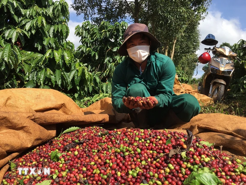 Thu hái quả chín để nâng cao chất lượng càphê, đáp ứng nhu cầu xuất khẩu. (Ảnh: Hồng Điệp/TTXVN)