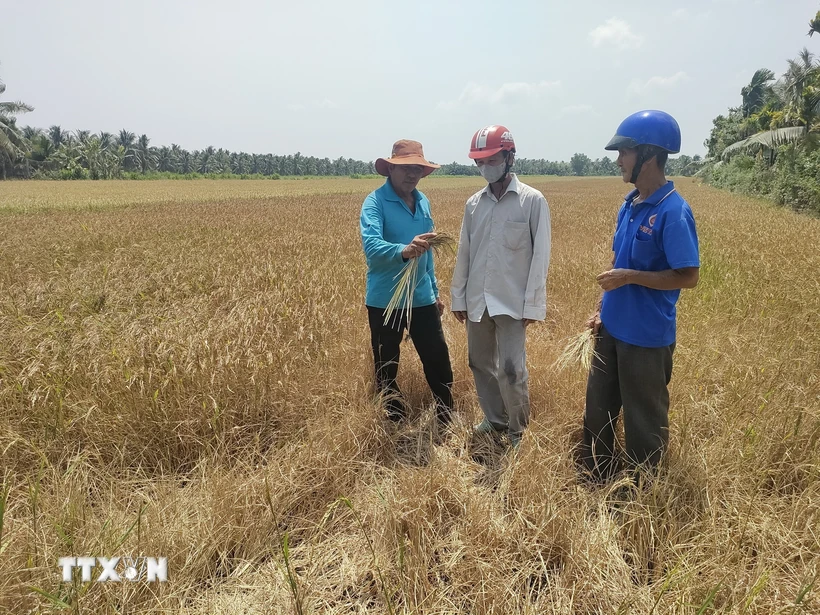 Nhiều diện tích lúa ở huyện Giồng Trôm, tỉnh Bến Tre, bị thiệt hại nặng nề do hạn, mặn. (Ảnh: Huỳnh Phúc Hậu/TTXVN)