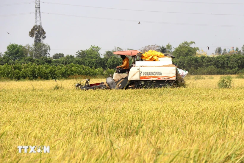 Đồng Tháp: Tạo vùng chuyên canh 161.000ha lúa chất lượng cao, phát thải thấp