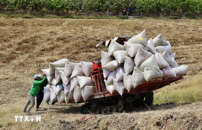 Nông dân thành phố Châu Đốc thu hoạch lúa Đông Xuân cuối vụ. (Ảnh: Thanh Sang/TTXVN)