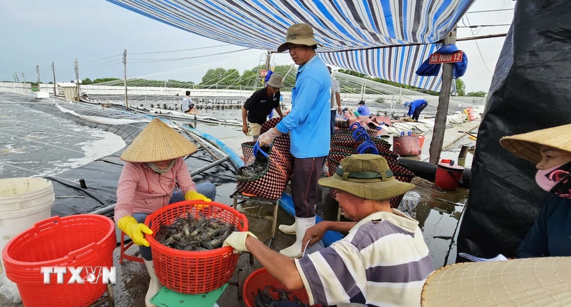 Nông dân xã Thạnh Hải, huyện Thạnh Phú, tỉnh Bến Tre thu hoạch tôm thẻ nuôi ứng dụng công nghệ cao. (Ảnh: Công Trí/TTXVN)