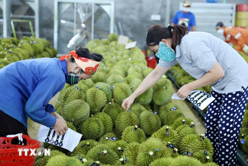 Công nhân dán tem sầu riêng để phục vụ cho công tác xuất khẩu. (Ảnh: Hoài Thu/TTXVN)