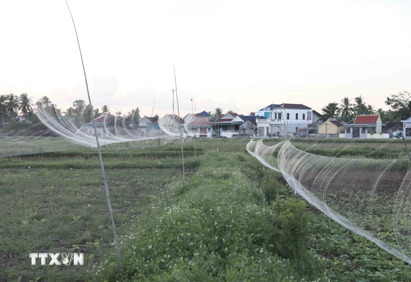 “Thiên la địa võng” lưới tàng hình giăng mắc dày đặc trên đồng ruộng để bẫy chim. (Ảnh: Xuân Tiến/TTXVN)