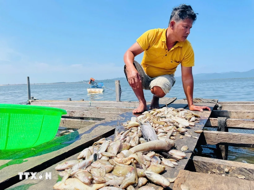 Người dân buồn rầu vì cá nuôi chết hàng loạt. (Ảnh: TTXVN phát)