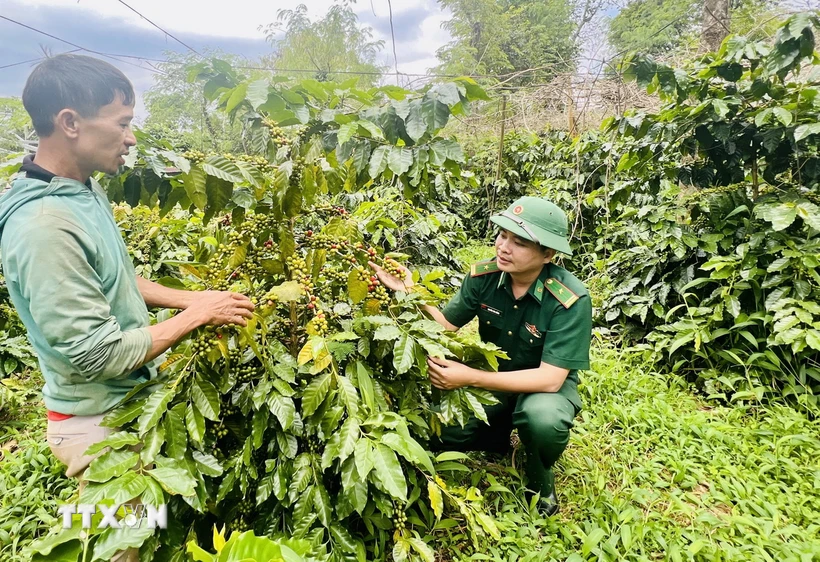 Năm 2024, diện tích trồng càphê của huyện Hướng Hóa khoảng trên 3.700ha, trong đó có khoảng 3.400ha càphê đang cho thu hoạch. (Ảnh: Nguyên Linh/TTXVN)