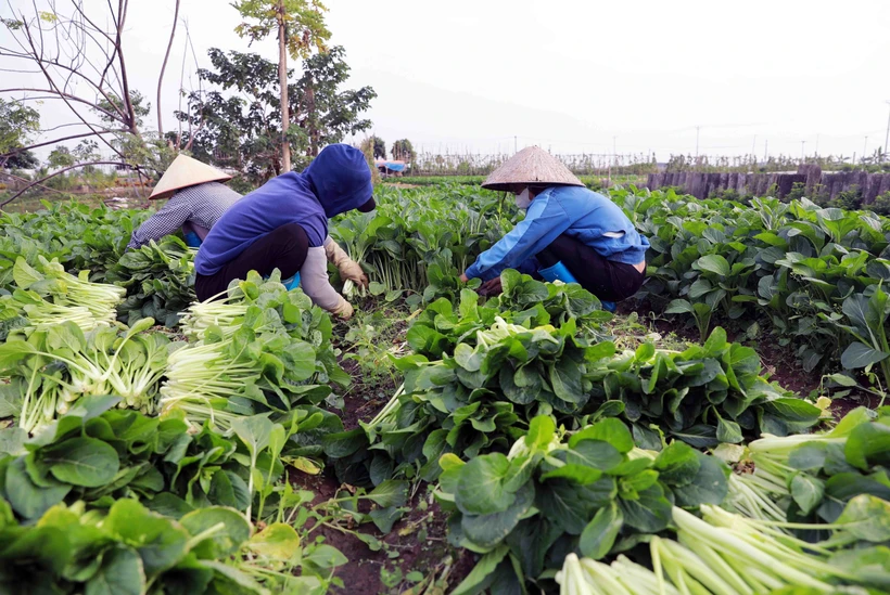 Quảng Ninh: Thúc đẩy trồng trọt vụ Đông để khắc phục thiệt hại do bão số 3