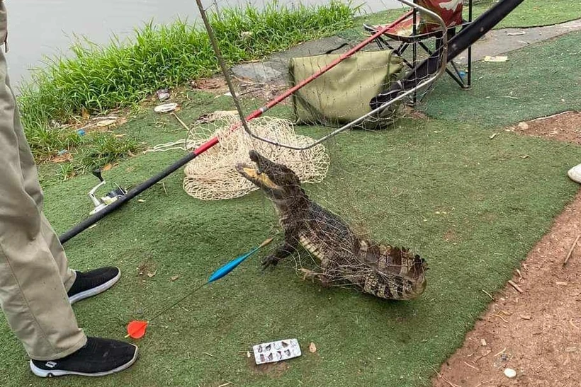 Người dân bất ngờ bắt được con cá sấu tại một hồ câu dịch vụ quận Hoàng Mai. (Ảnh: Người dân cung cấp)