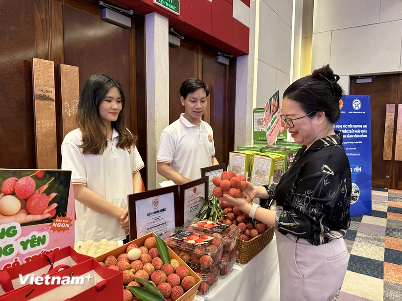 Trái vải trứng của Hưng Yên được nhiều người tiêu dùng yêu thích. (Ảnh: Đức Duy/Vietnam+)