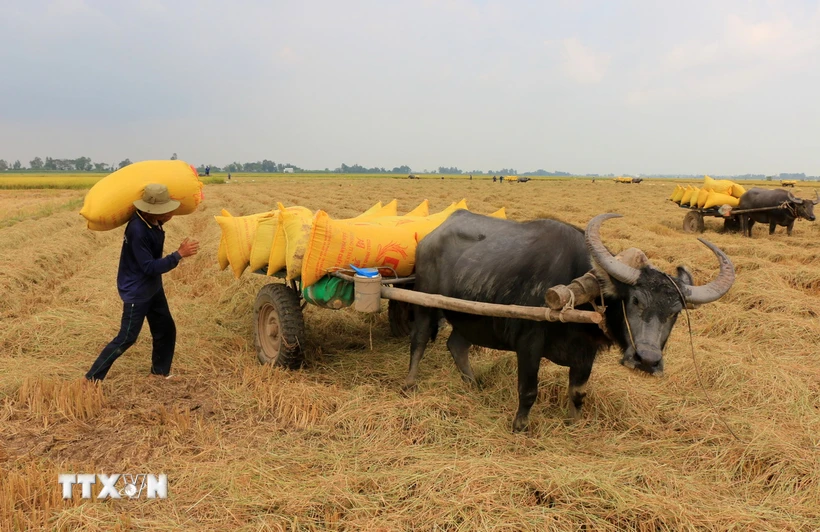 Thu hoạch lúa ở Đồng Tháp. (Ảnh: Nhựt An/TTXVN)