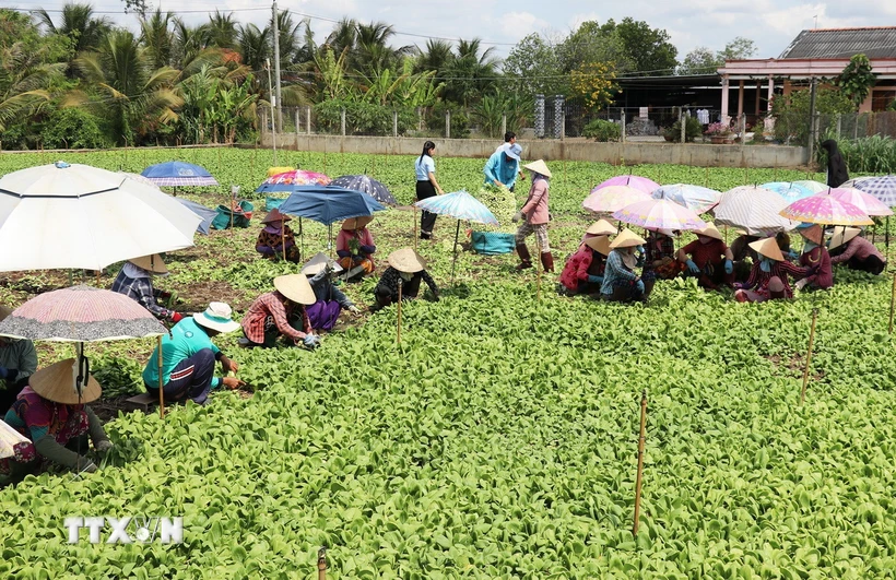 Một hợp tác xã rau ở tỉnh Tiền Giang. (Ảnh: Hữu Chí/TTXVN)