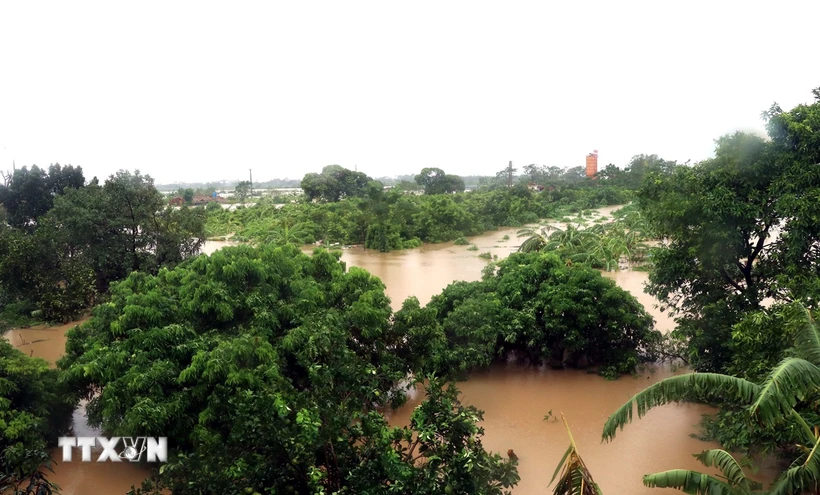 Hôm 11/9, nước sông Hồng dâng cao làm ngập vườn của người dân phường Lam Sơn, thành phố Hưng Yên. (Ảnh: Đinh Văn Nhiều/TTXVN)