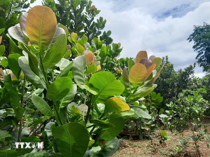 Diện tích trồng điều ghép cho năng suất cao được nhân rộng tại Bình Phước. (Ảnh: K GỬIH/TTXVN)