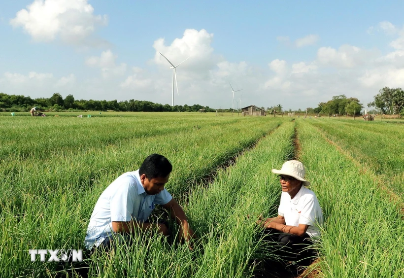 Hàng trăm hộ dân thị xã Vĩnh Châu được hỗ trợ nhà ở, đất ở, vốn chuyển đổi sản xuất, chuyển đổi ngành nghề nâng cao thu nhập. (Ảnh: Trung Hiếu/TTXVN)